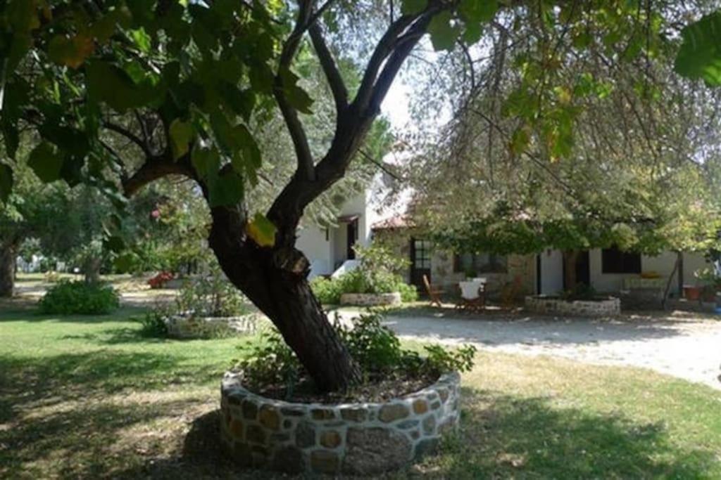 Traditionelles Appartement Athos Shadow Am Meer Paralia Sikias Exteriér fotografie